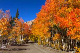 Aspens on road to North Lake-9409.jpg